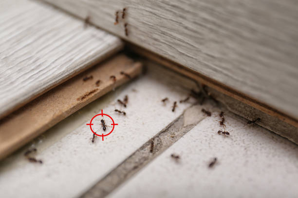 Best Pest Prevention Services  in Robersonville, NC